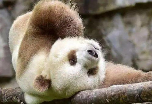 全球仅存棕色大熊猫的皇家生活 陕西保护下的饲料与关怀