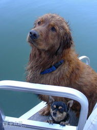 幸福移民妹妹的爱心饲养与绿色饲料生产