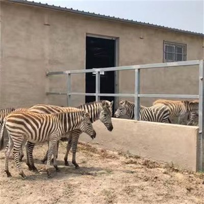 动物园景区斑马展览 条纹马养殖基地的饲养艺术