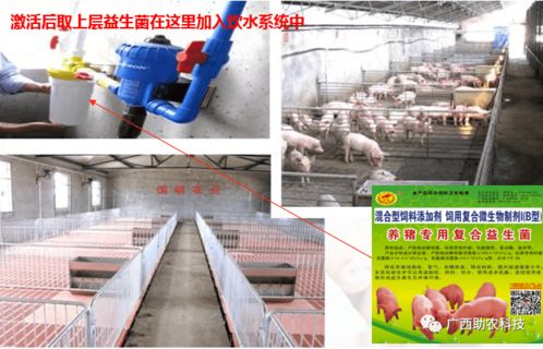 养猪专用复合益生菌 酶菌融合预消化技术引领低成本生态健康养殖新篇章
