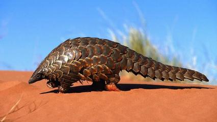 穿山甲能当宠物养吗？东西方饲养观念的差异