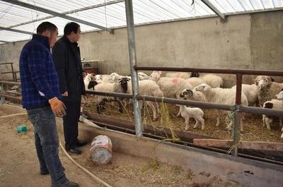 大通县农业农村局 筑牢防疫保供双防线，保障畜牧业生产平稳有序