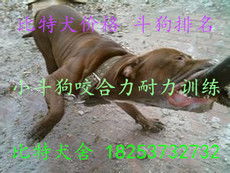 志强牧业 打造特种动物养殖与饲料生产一体化产业链