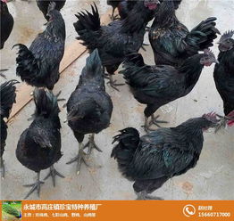 永城市高庄镇珍宝特种养殖厂 火鸡与鸵鸟的孵化养殖及一体化饲料生产体系