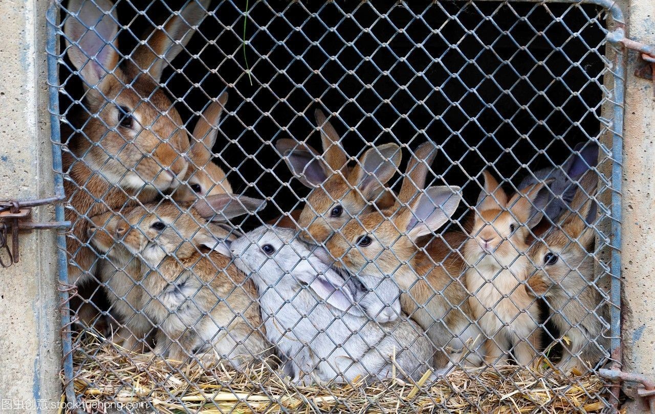 法国卢瓦尔地区马耶讷省老农场中的兔子饲养艺术